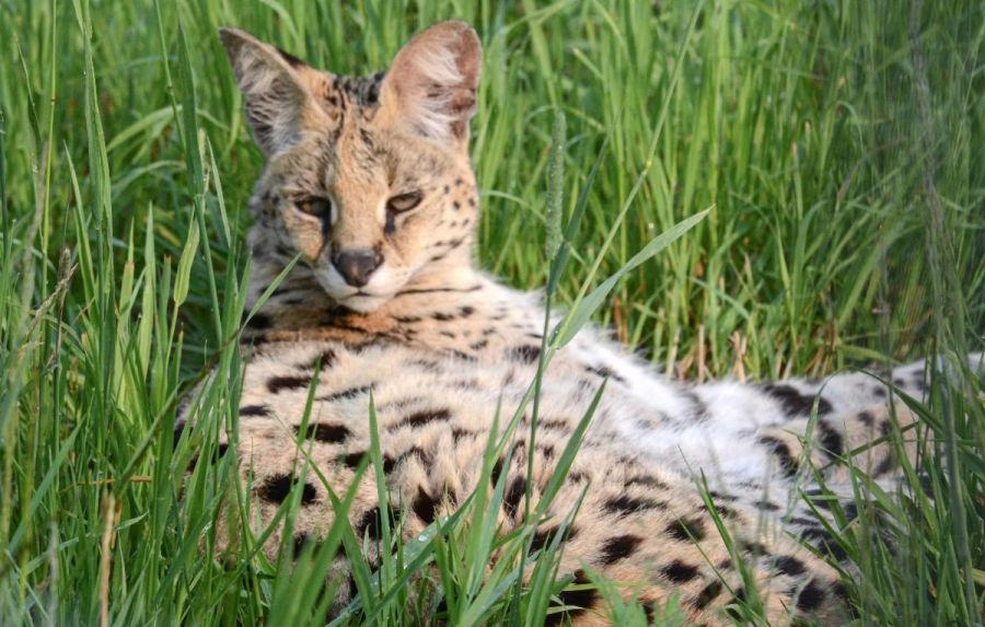 wildcat sanctuary near me